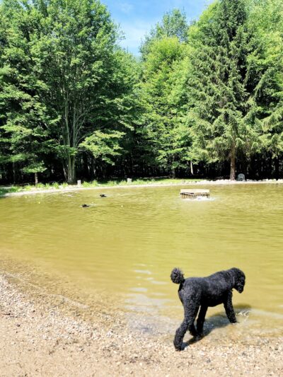 Shaggy Pines Dog Park - Ada, MI