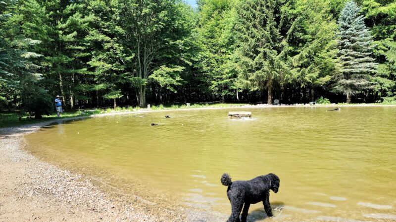 Shaggy Pines Dog Park - Ada, MI