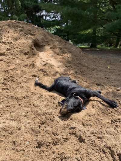 Shaggy Pines Dog Park - Ada, MI