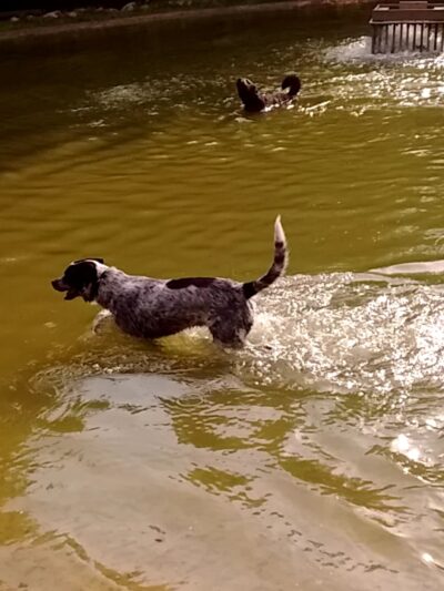 Shaggy Pines Dog Park - Ada, MI
