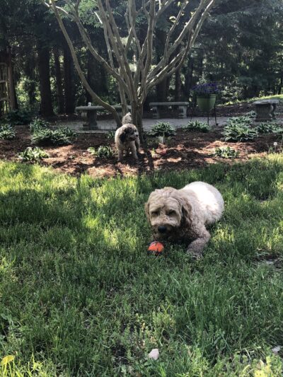 Shaggy Pines Dog Park - Ada, MI
