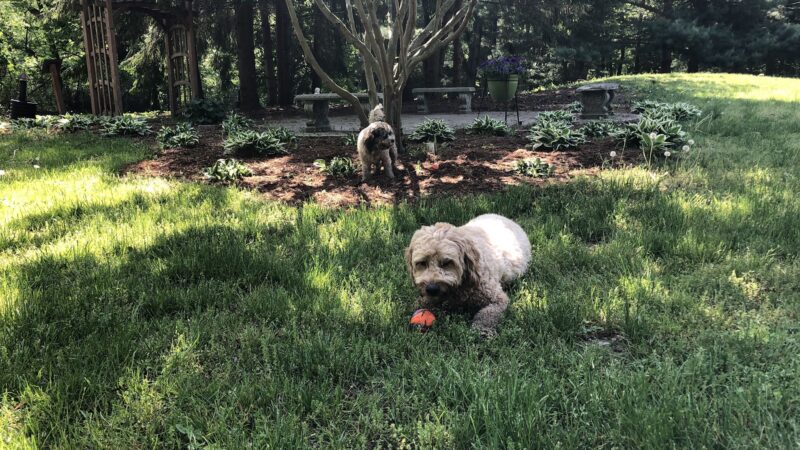 Shaggy Pines Dog Park - Ada, MI