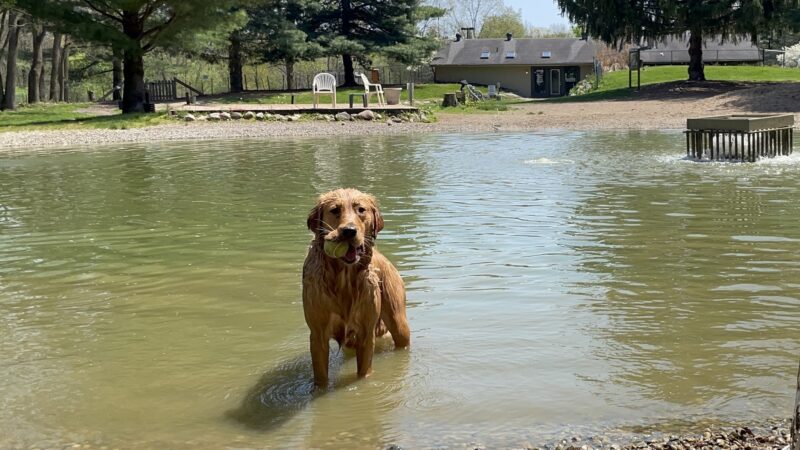 Shaggy Pines Dog Park - Ada, MI