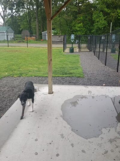 Ada Dog park - Ada, OH