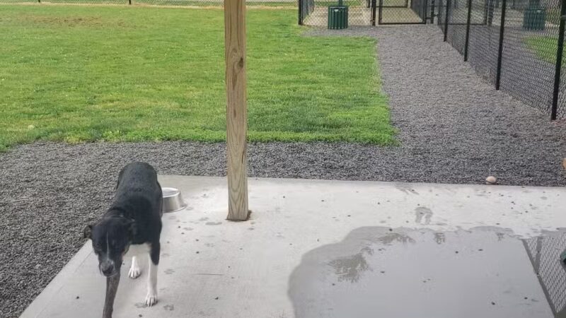 Ada Dog park - Ada, OH