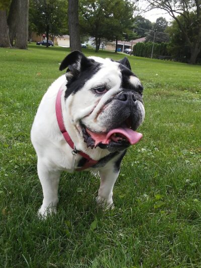 Cherokee Park - Addison, IL