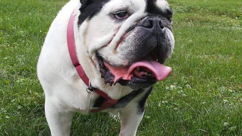 Cherokee Park - Addison, IL