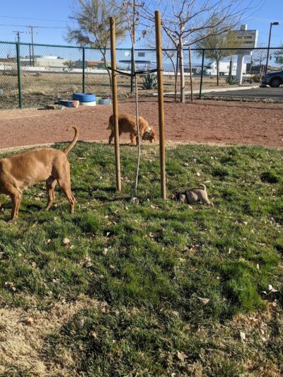 Adelanto Dog Park - Adelanto, CA