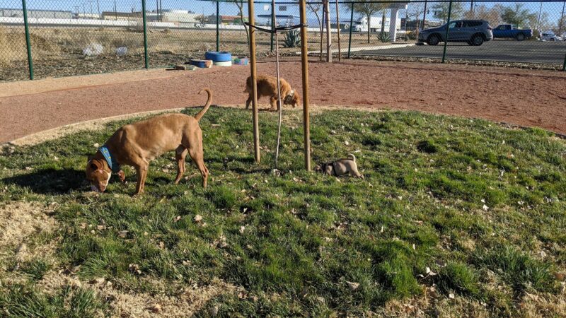 Adelanto Dog Park - Adelanto, CA