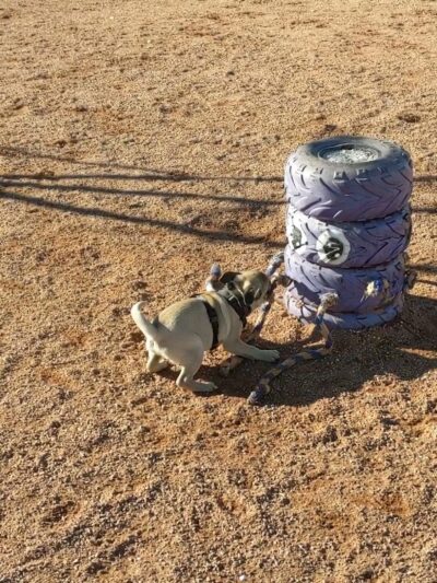 Adelanto Dog Park - Adelanto, CA