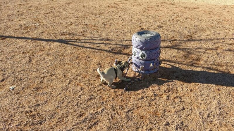 Adelanto Dog Park - Adelanto, CA