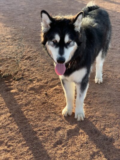 Adelanto Dog Park - Adelanto, CA