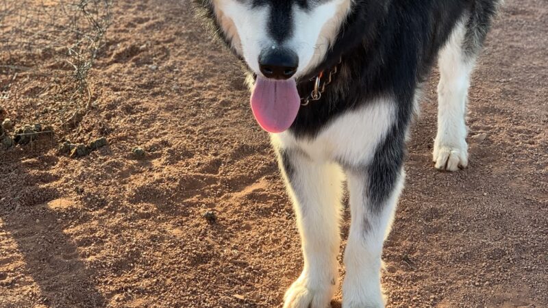Adelanto Dog Park - Adelanto, CA