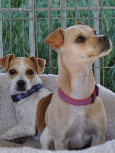 Aguanga Dog Boarding - Pawsnclaws, Inc. - Aguanga, CA