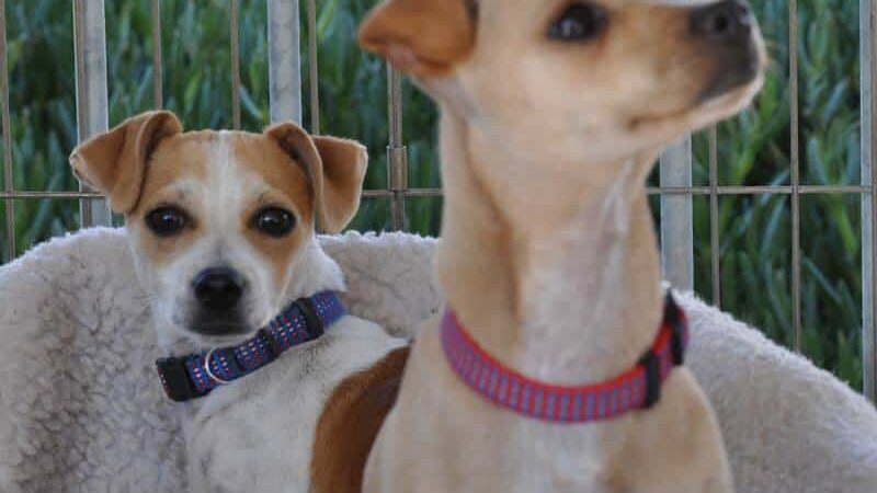 Aguanga Dog Boarding - Pawsnclaws, Inc. - Aguanga, CA