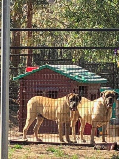Aguanga Dog Boarding - Pawsnclaws, Inc. - Aguanga, CA