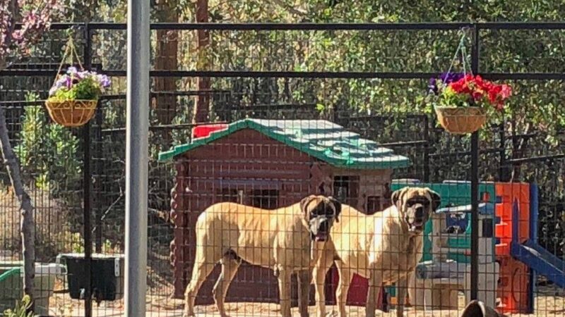 Aguanga Dog Boarding - Pawsnclaws, Inc. - Aguanga, CA