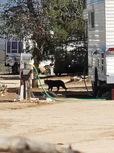 Bradford Run (Formerly Cowboy Country Campground) - Aguanga, CA