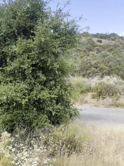 Dripping Springs Campground - Aguanga, CA