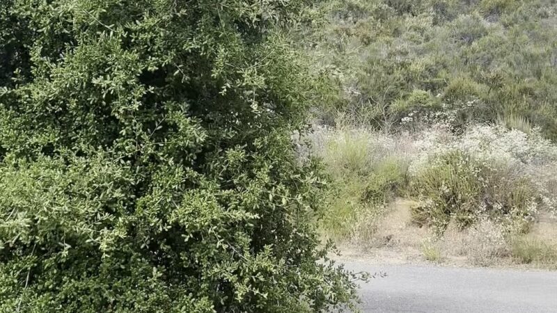 Dripping Springs Campground - Aguanga, CA