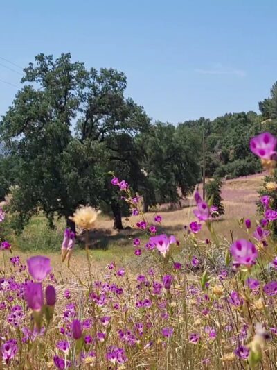 Ahwahnee Hills Regional Park - Ahwahnee, CA
