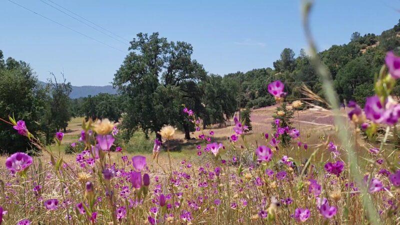 Ahwahnee Hills Regional Park - Ahwahnee, CA