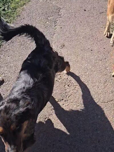 Bark Park - Alamogordo, NM