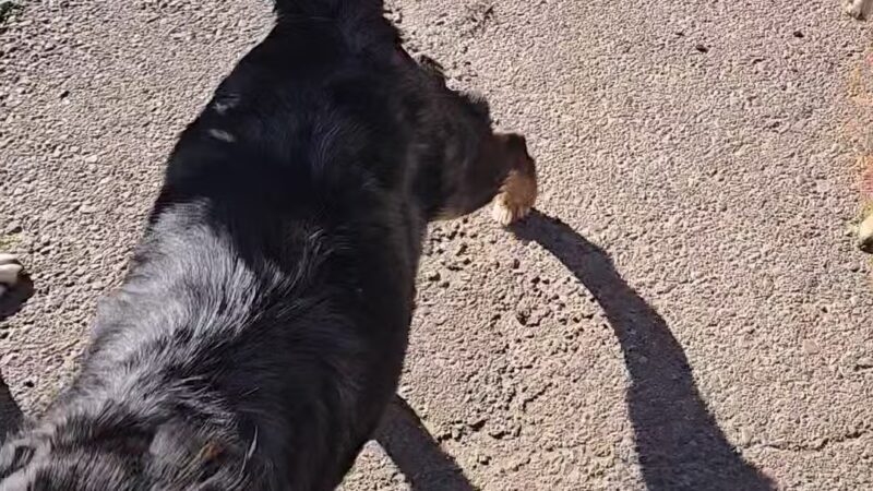 Bark Park - Alamogordo, NM