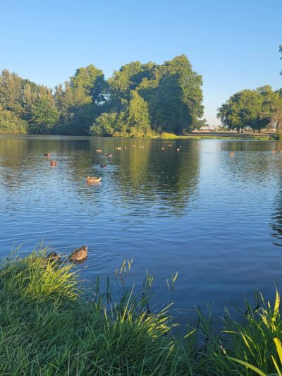 Albany Dog Park at Timber Linn Park - Albany, OR