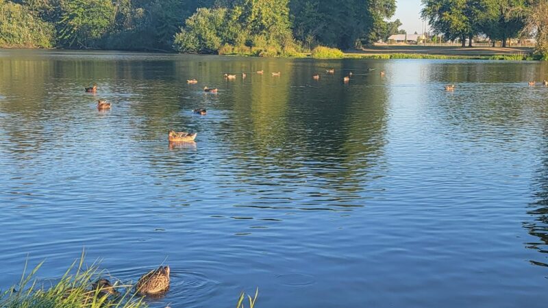 Albany Dog Park at Timber Linn Park - Albany, OR