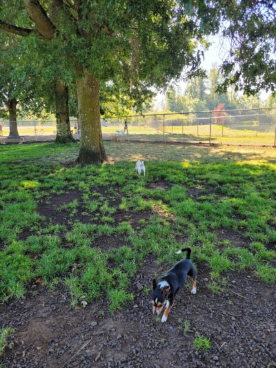 Albany Dog Park at Timber Linn Park - Albany, OR