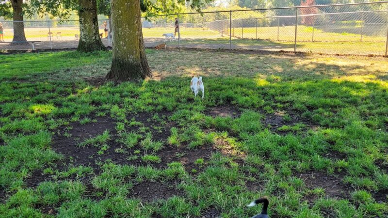 Albany Dog Park at Timber Linn Park - Albany, OR