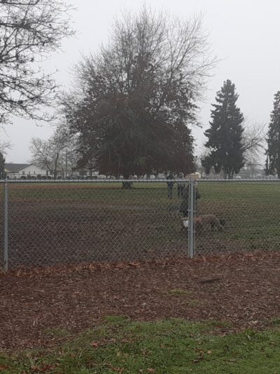 Albany Dog Park at Timber Linn Park - Albany, OR