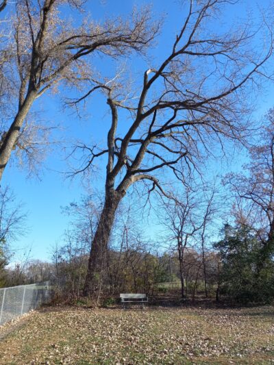 Brookside Dog Park - Albert Lea, MN