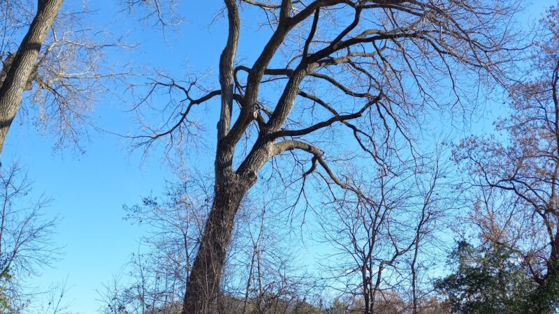 Brookside Dog Park - Albert Lea, MN