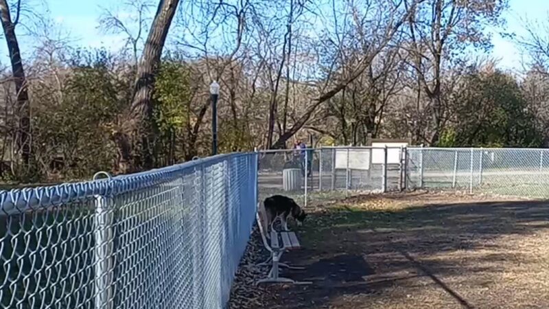 Brookside Dog Park - Albert Lea, MN