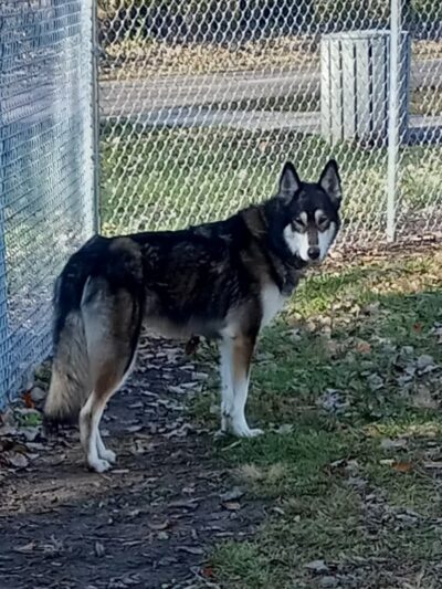 Brookside Dog Park - Albert Lea, MN