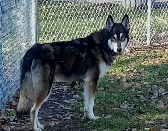 Brookside Dog Park - Albert Lea, MN