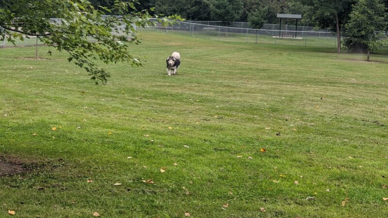 Brookside Dog Park - Albert Lea, MN