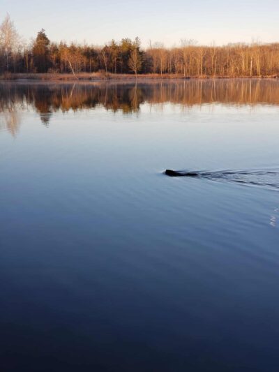 Bear Lake Public Access Site - Albion, IN