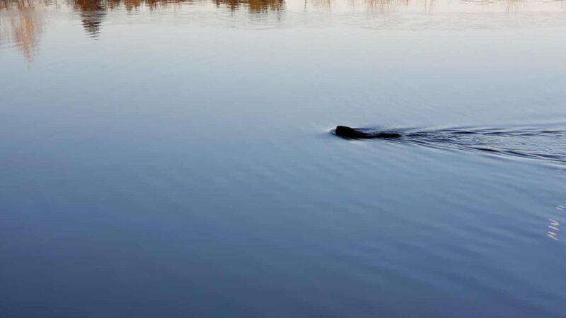 Bear Lake Public Access Site - Albion, IN