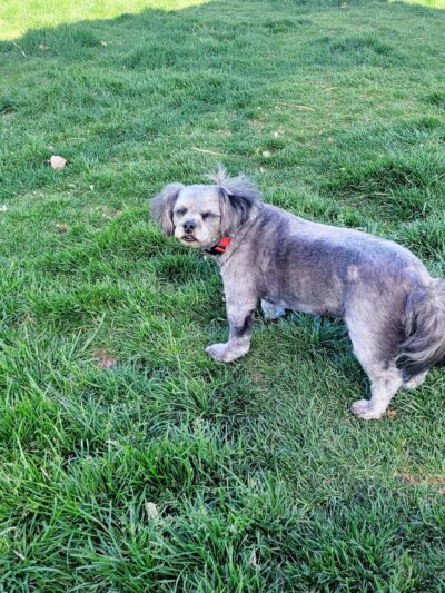 Abel's Dog Park - Albuquerque, NM