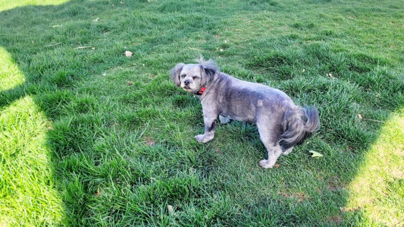 Abel's Dog Park - Albuquerque, NM
