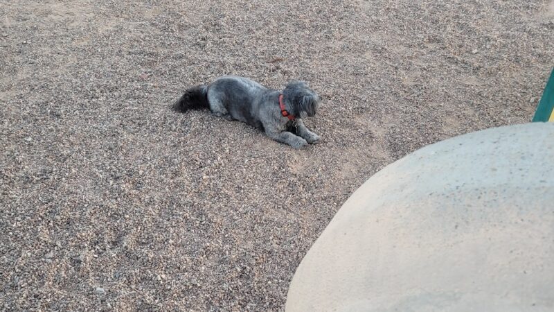 Abel's Dog Park - Albuquerque, NM
