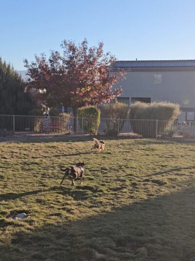 Abel's Dog Park - Albuquerque, NM