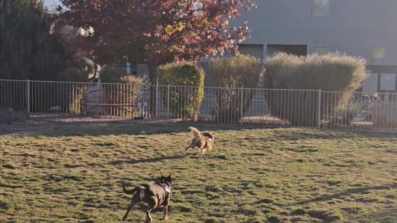 Abel's Dog Park - Albuquerque, NM