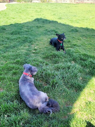 Abel's Dog Park - Albuquerque, NM