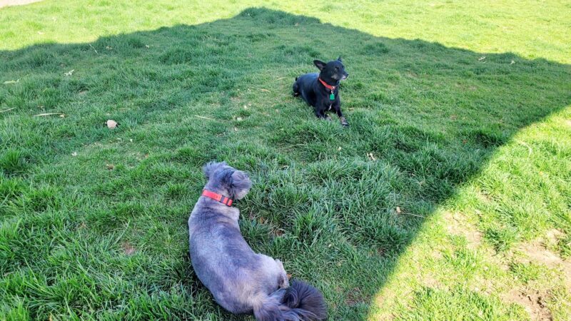 Abel's Dog Park - Albuquerque, NM
