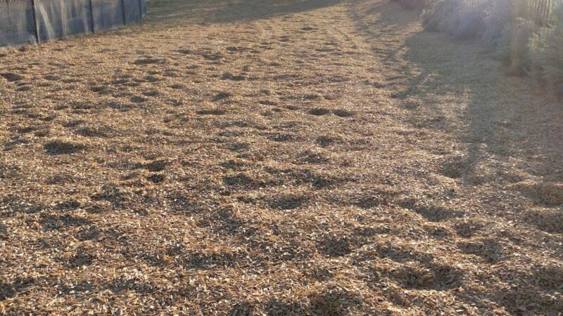 Alamosa Dog Park - Albuquerque, NM