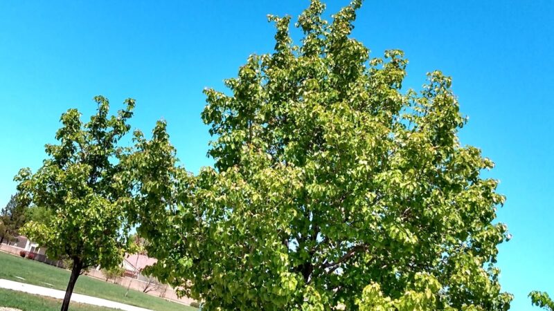 Bernardo Trails Park - Albuquerque, NM